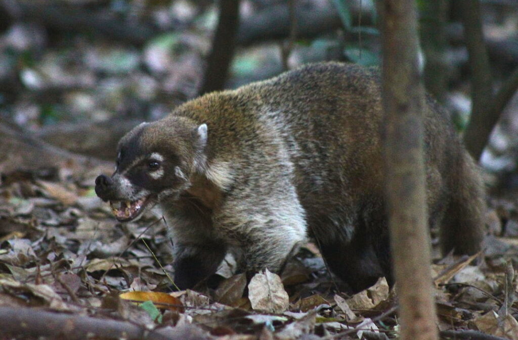 A Coatimundi in Mexico